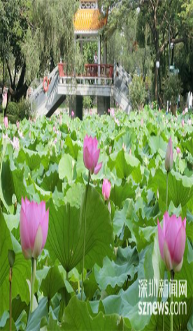2025 Shenzhen Lotus Festival to open at Honghu Park